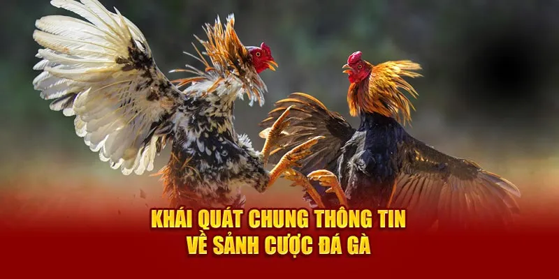 Khái quát chung thông tin về sảnh cược đá gà