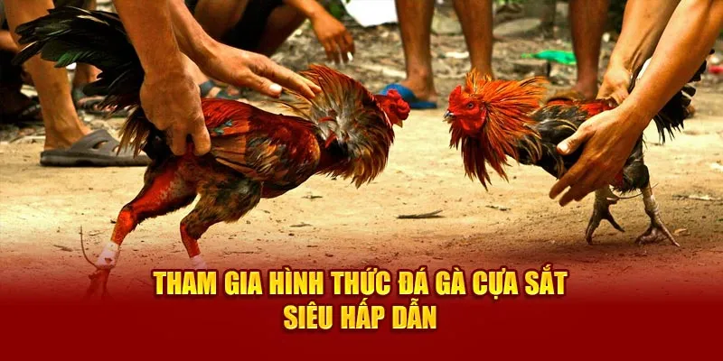 Tham gia hình thức đá gà cựa sắt siêu hấp dẫn